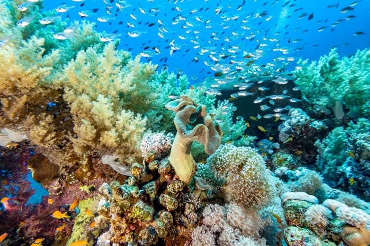 A vibrant coral reef bustling with large schools of small, silver fish against a blue ocean background.