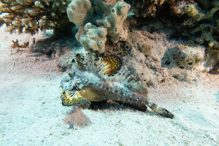A stonefish or scorpionfish expertly camouflaged among coral fragments and sand on the seabed.
