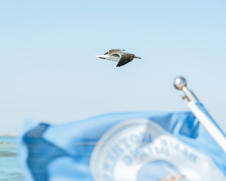 A seagull flying over the ocean, with a blue flag visible on a boat in the foreground.
