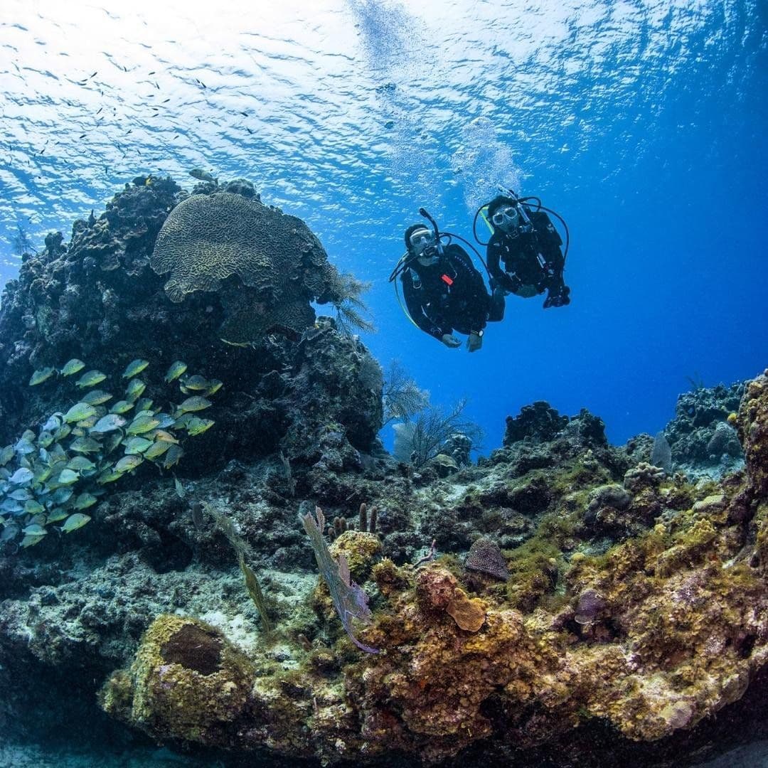 Two divers observe a vibrant coral reef teeming with schools of small fish.
