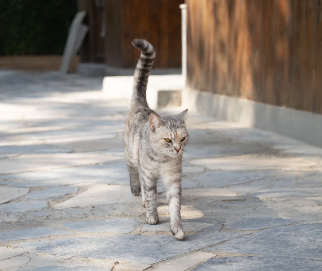 A striped gray tabby cat with green eyes walks confidently on a stone path.
